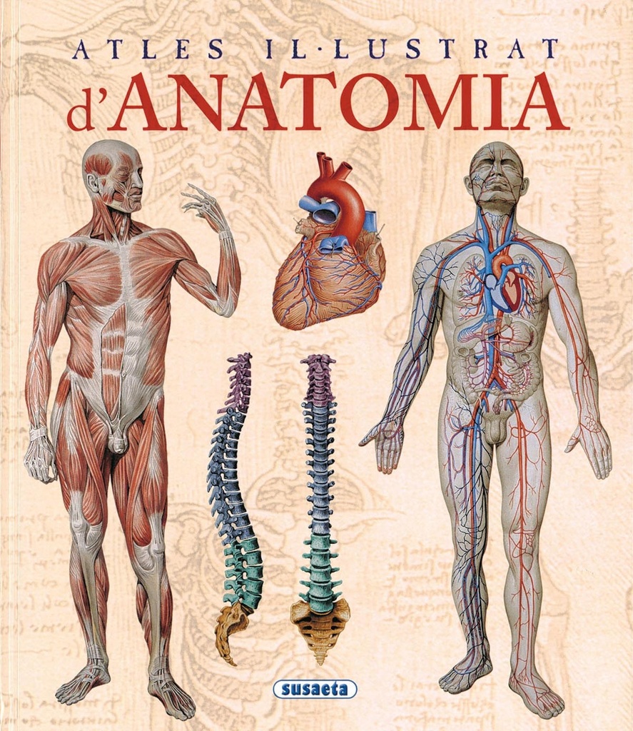 [9788467702101] Atles il-lustrat d'anatomia
