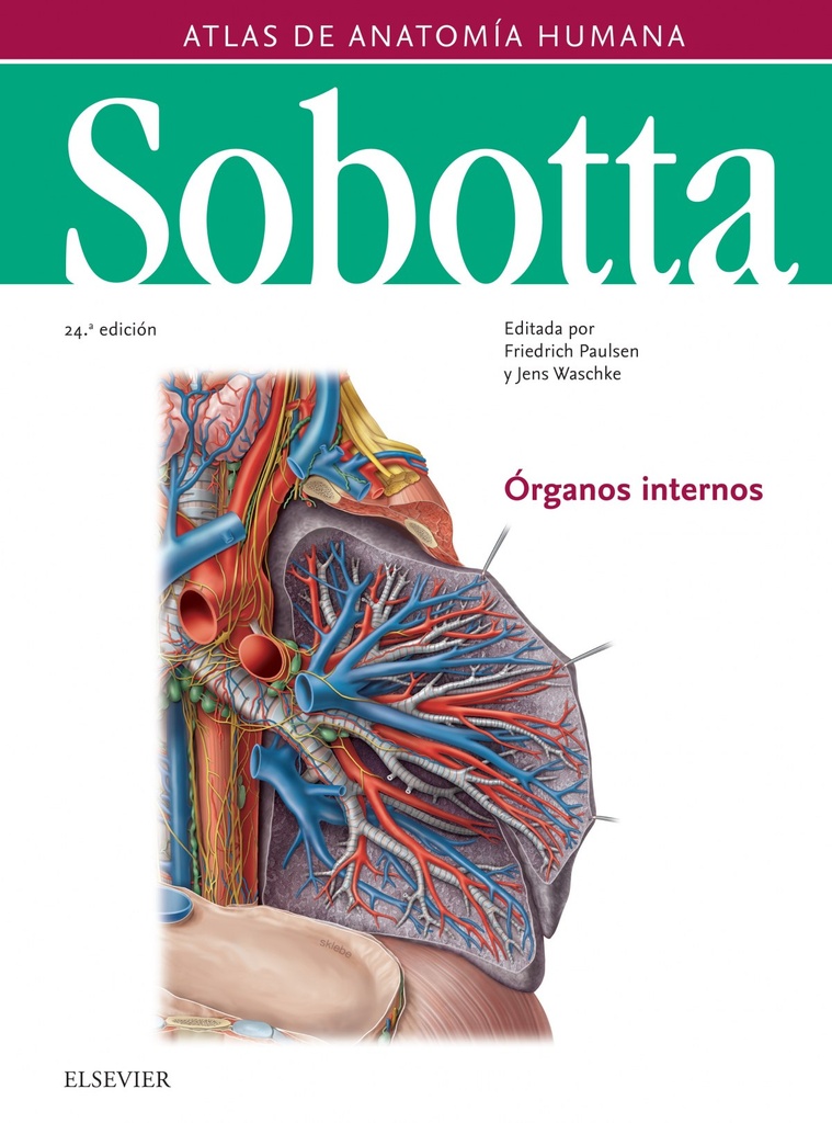 Organos Internos