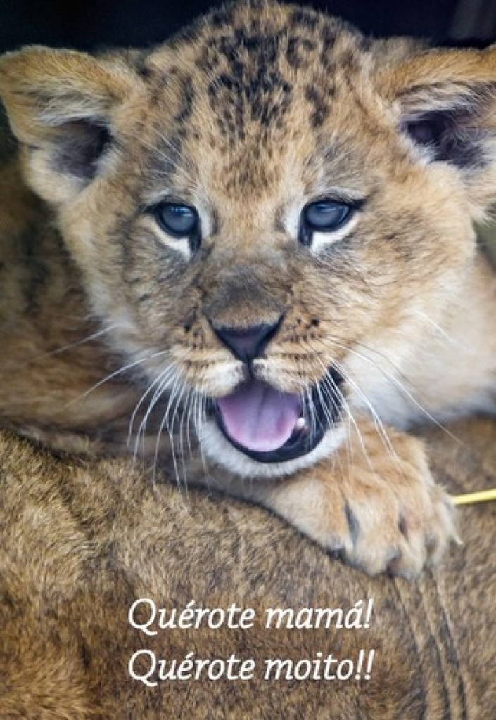 [9789899877832] Quérote Mamá León