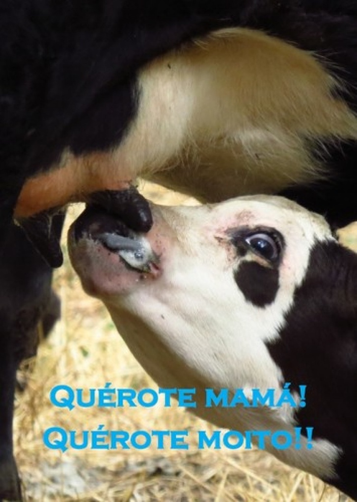 [9789899877856] Querote Mamá cuxiño