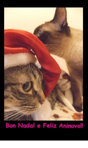 [9789899877924] Bon Nadal Gatiños