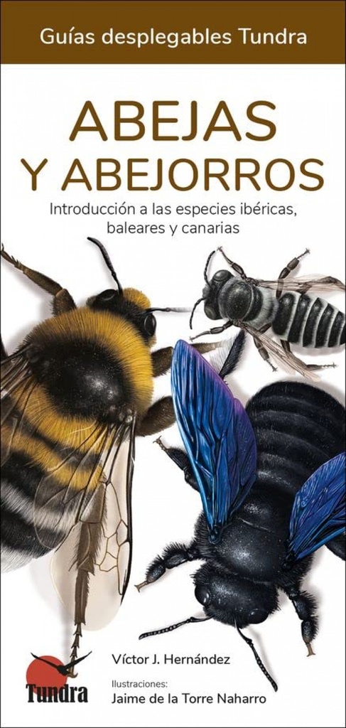[9788418458576] Abejas y Abejorros - Guias Desplegables Tundra